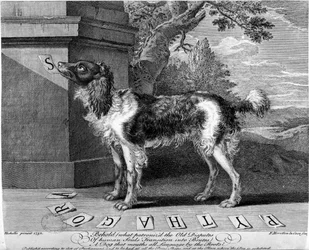 The New Chien Savant, or Learned Dog, print made by F-Morellon la Cave, 1752